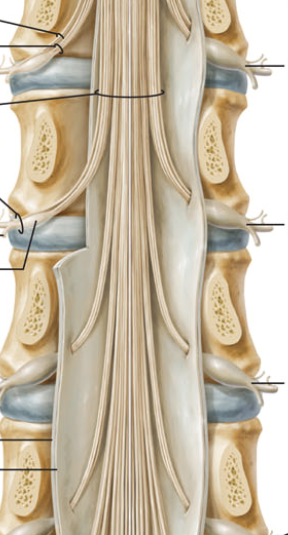<p>Outgrowth of spinal nerves which hang down past the conus medullaris to continue on to their exit points (sort of look like a horses tail). Formed because the vertebral column grows faster and larger than the main spinal cord ever does.</p>