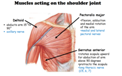 <p>long thoracic</p>