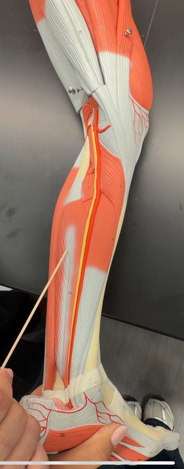 <p>name the muscle and its function</p>