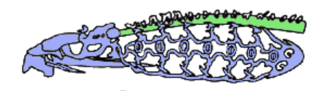 <p>horny keratinized teeth</p>