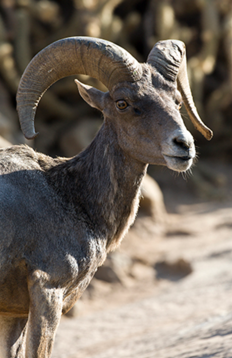 <p>native</p><p>big game</p><p>rams</p><p>males have large, thick curling horns that grow throughout their lives</p>