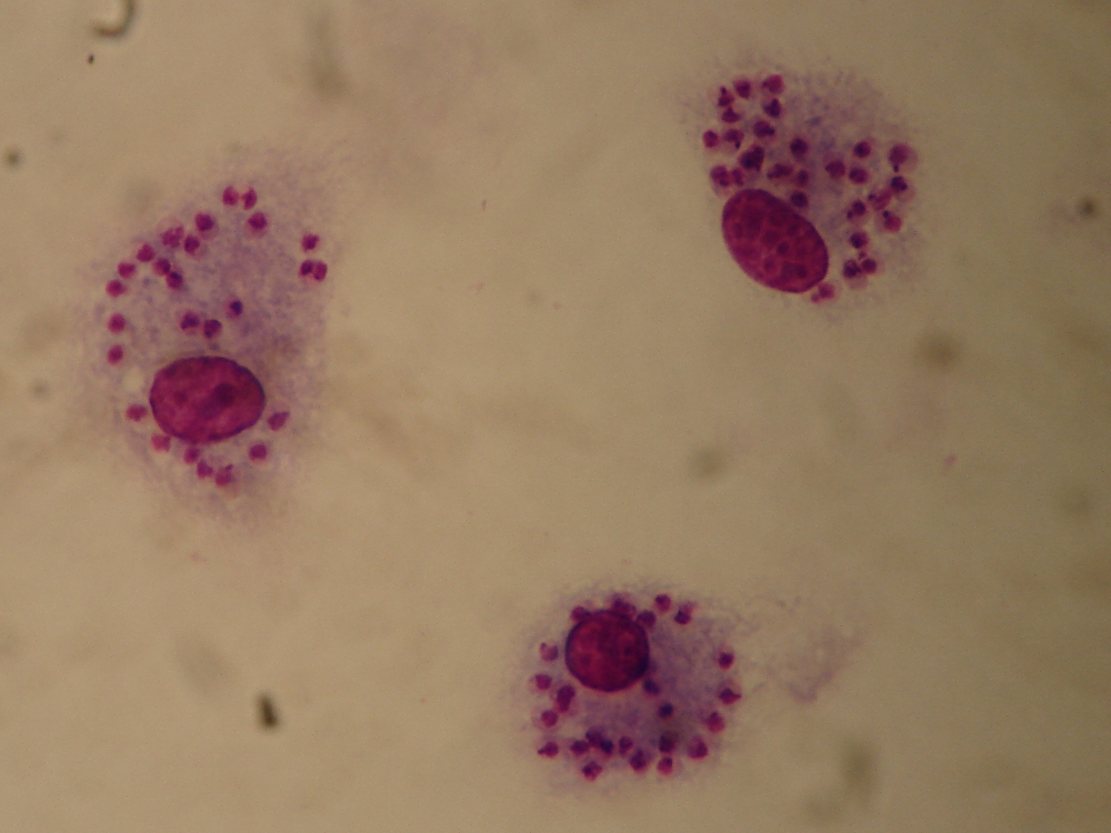 <p>Identify</p>
