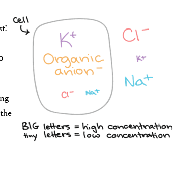 <p>baseline-resting membrane potential</p>