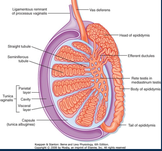 <p><span>•Testes sit in their own scrotal cavity </span></p><p><span>•To regulate temperature, scrotum has:</span></p><p style="text-align: left;"><span>&nbsp; - Dartos (smooth) muscle in dermis</span></p><p style="text-align: left;"><span>&nbsp; - Cremaster (skeletal) muscle lining. &nbsp; &nbsp;&nbsp;&nbsp; &nbsp;&nbsp;&nbsp;</span></p><p style="text-align: left;"><span><em>Cremaster reflex tests L1-2 spinal nerves.</em></span></p><p><span>•Surrounded by double serous membrane of <strong>tunica vaginalis.</strong></span></p><p><span>•Tunica albuginea separates testes into lobules.</span></p><p><span>•<strong>Lobules </strong>are packed with seminiferous tubules – the site of sperm production.</span></p><p><span>•Physically developed but functionally immature sperm are passed to the rete testes and then epididymis for storage.</span></p>