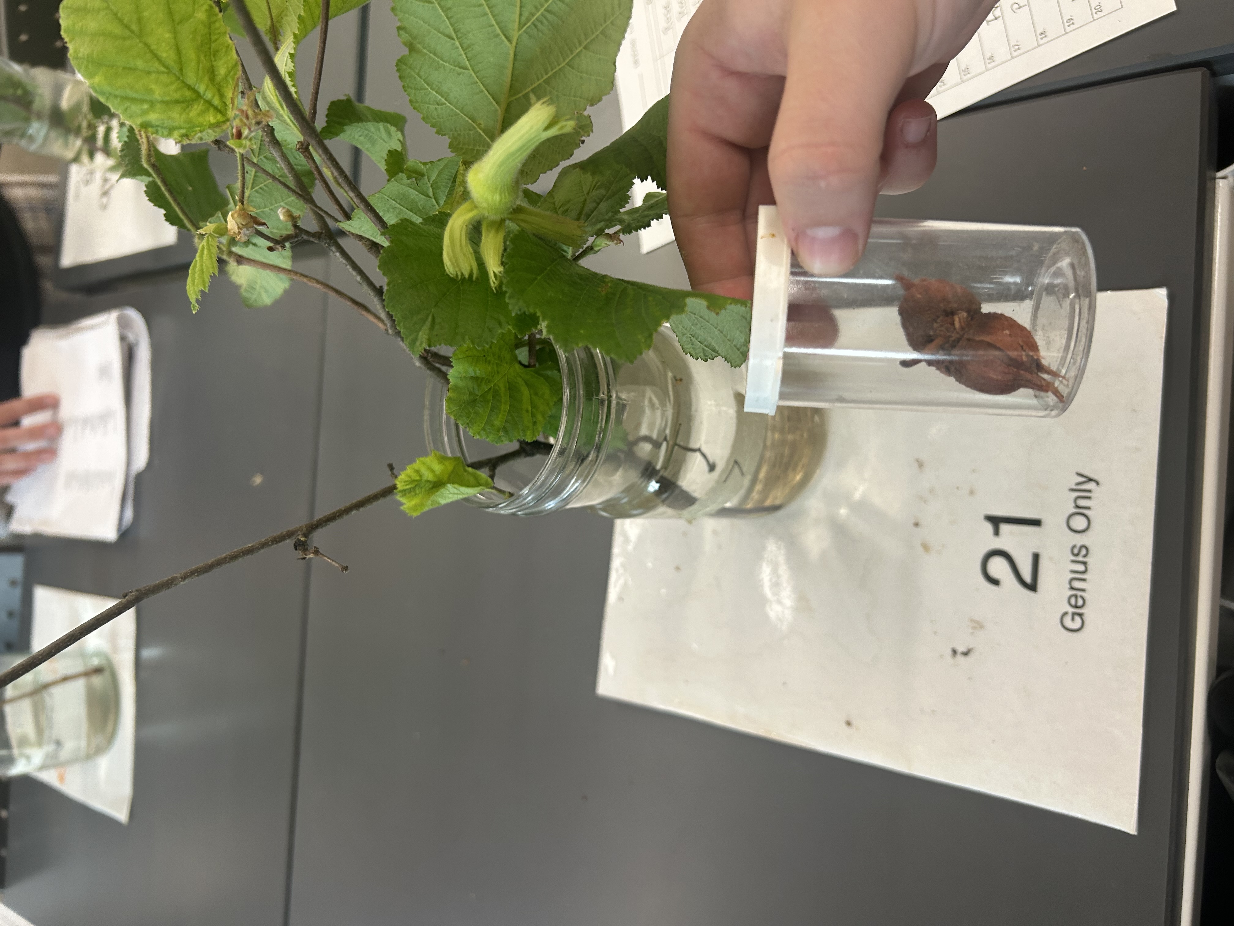 <p>Edible nuts in husks</p>