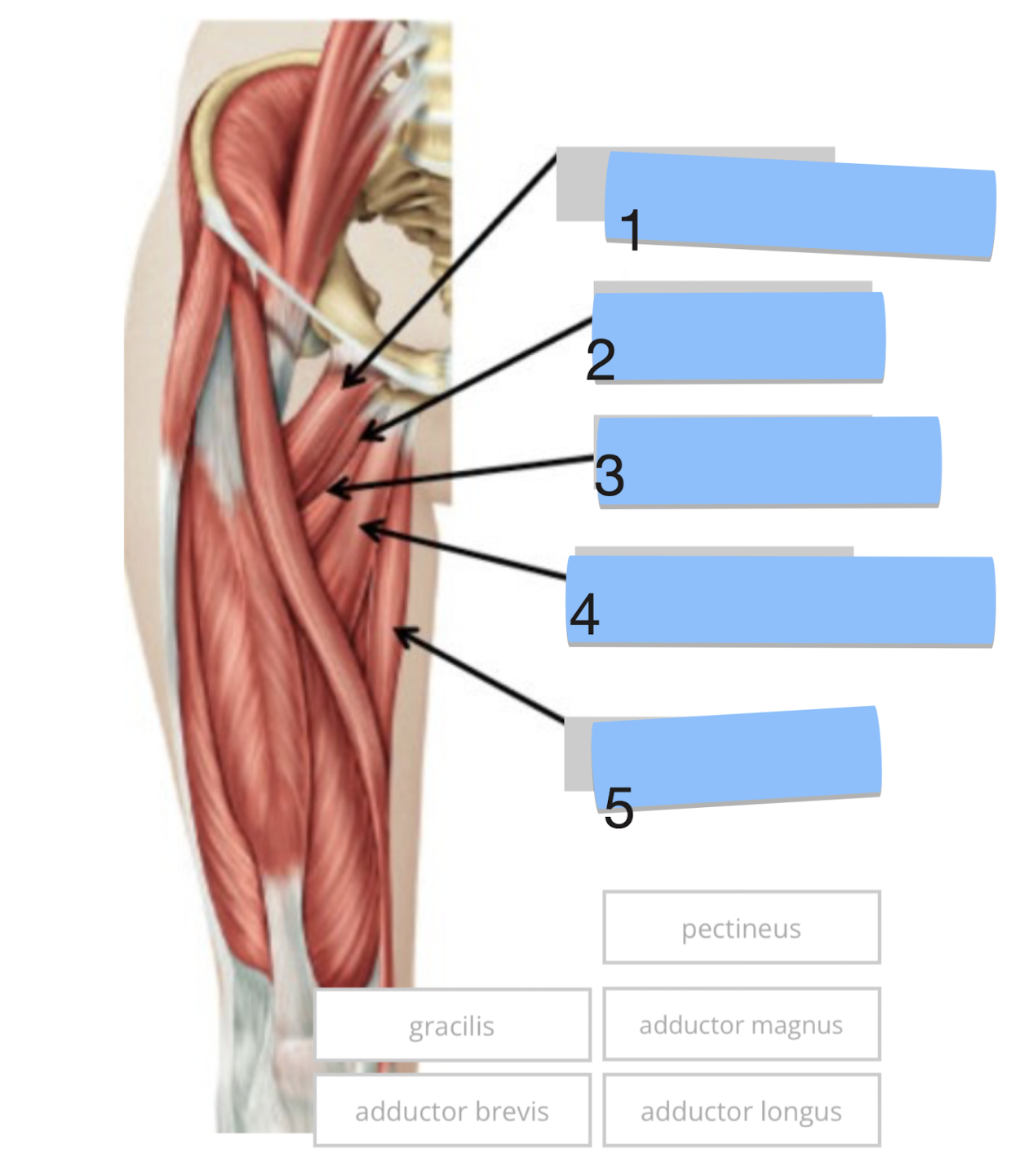 <p>Label the muscles </p>