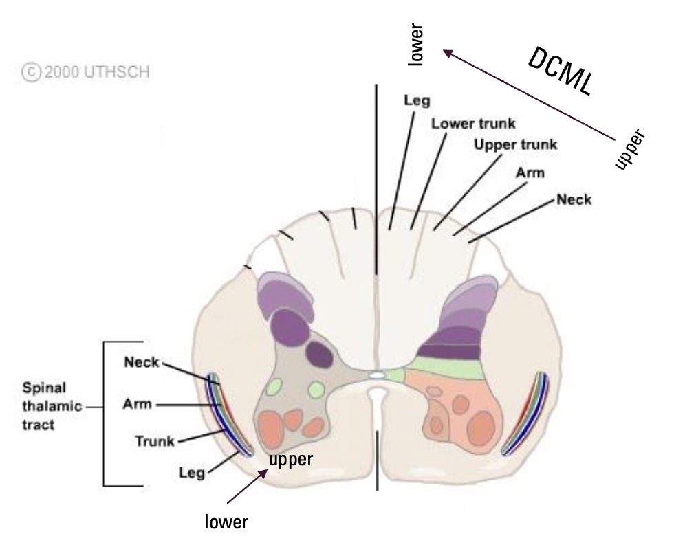 <p>DCML</p><ul><li><p>Upper body tracts more lateral</p></li><li><p>Lower body tracts more medial</p></li></ul><p>Spinothalamic</p><ul><li><p>Upper body tracts more deep</p></li><li><p>Lower body tracts more superficial</p></li></ul><p></p>