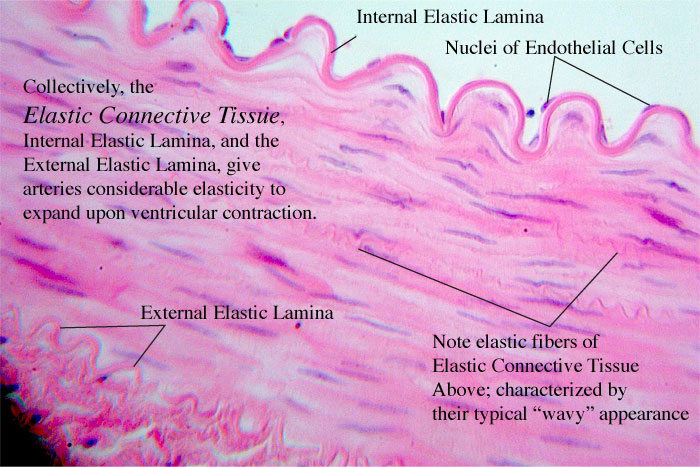 <p>function: allows tissue to recoil after stretching; maintains pulsatile flow of blood through arteries; aids passive recoil of lungs following inspiration</p><p>location: walls of large arteries; within certain ligaments associated with the vertebral column; within the walls of the bronchial tubes</p>