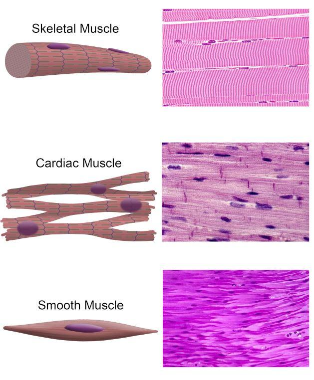 <p>Striated, <strong>mononucleated</strong> (one central nucleus), smaller branching cells that interconnect, and no satellite cells (meaning cant repair).</p>