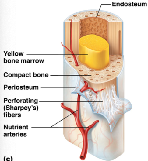 <p>Covers the superficial layer of compact bone, except within joint cavities </p><ul><li><p>A protective membrane that has tough fibrous outer and an inner cellular layer. </p></li><li><p>Functions to separate the bone from the surrounding structures and provides a structure for the vast amount of blood vessels that go into tissue. </p></li><li><p>Uses <span style="color: rgb(81, 164, 207);">Perforating fibers </span></p></li></ul><p></p>