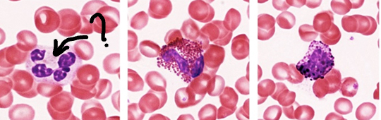 <p>Identify the leukocyte:</p>