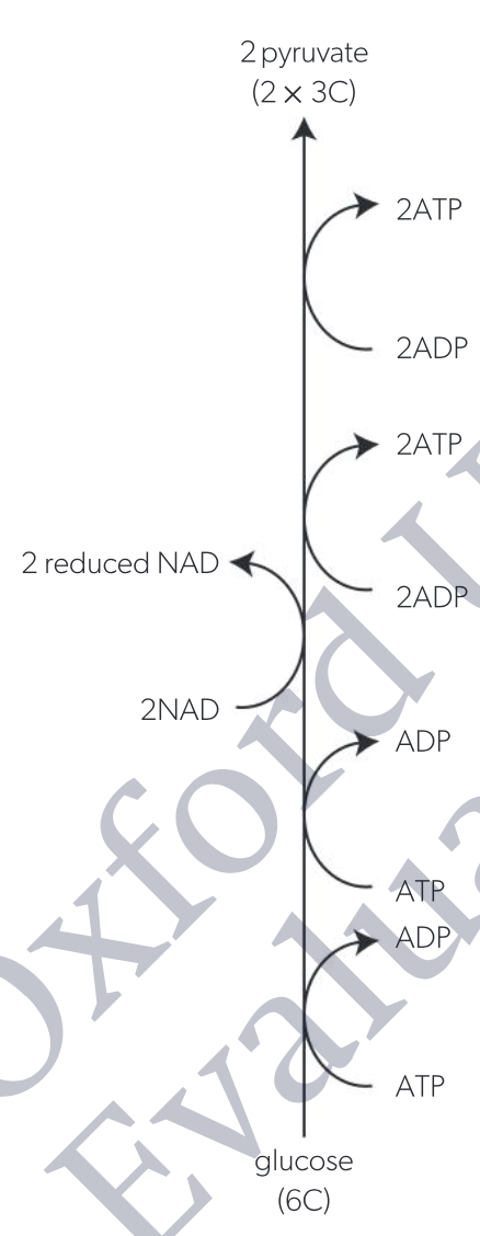 <p>conversion of glucose to pyruvate in the cytoplasm of cells by aa chain of reactions, each catalyzed by a different enzyme, creating a small yield of ATP without oxygen consumption</p><ol><li><p>phosphorylation of glucose</p></li><li><p>lysis</p></li><li><p>oxidation</p></li><li><p>ATP formation</p></li></ol><p></p>