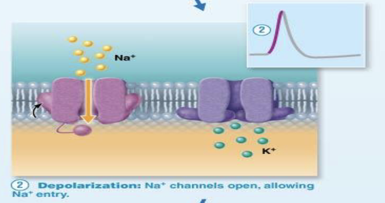 <ol><li><p>What causes depolarization to begin?</p></li><li><p>What happens when threshold is reached?</p></li><li><p>During depolarization, which ion flows into the axon?</p></li><li><p>What happens to the inside of the axon during depolarization?</p></li><li><p>Why does depolarization stop?</p></li></ol><p></p>