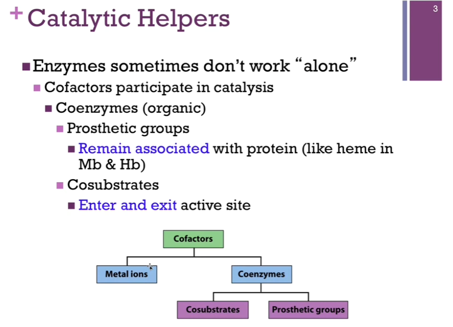 <p>Cofactor can ALSO be a <strong>COENZYME (an organic molecule!</strong>). Can classify these coenzymes (organic molecules that are cofactors) as either prosthetic groups (prosthetic groups = the coenzyme remains associated with the enzyme, like heme in Mb &amp; Hb!) OR <strong>cosubstrates </strong>(cosubstrates = coenzymes that may enter AND exit the active site [reminder: [almost] each enzyme has an active site where catalysis [chemical reaction] takes place!] [Clarification: Almost every enzyme has an active site WHERE: the substrate binds AND catalysis [the chemical reaction] occurs!] in the course of the reaction).</p>
