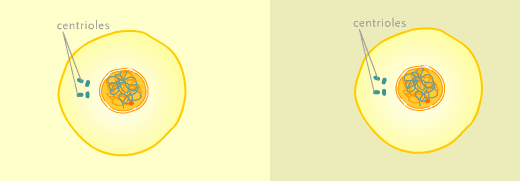 <p>Mitosis: </p><p><span style="font-size: medium;">Interphase is the period between cell divisions. During this time, chromosomes replicate—each DNA strand unzips into two strands while free-floating bases attach to the unzipped strands. The chromosomes are loosely packed and not visible with a microscope.</span><br><br><span style="font-size: medium;">Two pair of centrioles lie just outside the nucleus, next to each other. A centriole is a cylindrical structure within the cell that plays a part in cell reproduction.</span></p><p><span style="font-size: medium;">Meiosis Interphase I </span></p><p><span style="font-size: medium;">The activities within this cell are the same as in the mitosis-dividing cell.</span><br></p>