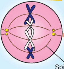 <p>Mitosis: What stage is this?</p>