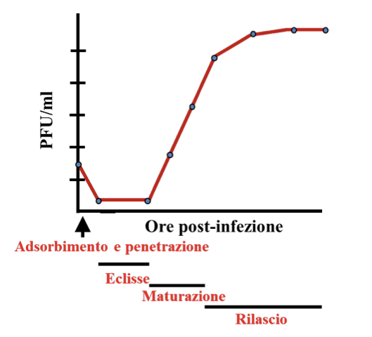 <p>Il tempo che intercorre tra infezione e rilascio della progenie dipende da:</p><ul><li><p>Tipo del ciclo replicativo e fase del ciclo cellulare in cui si trova la cellula quando viene infettata</p></li></ul><p>La replicazione virale non è schizogonica:</p><ul><li><p>Cioè non si divide come i batteri, ma produce molti virioni da una singola cellula</p></li></ul><p>La curva di replicazione virale descrive:</p><ul><li><p>Sull’asse delle X → tempo (ore post-infezione)</p></li><li><p>Sull’asse delle Y → quantità di virus (PFU/ml)</p><ul><li><p>mostra come aumenta la produzione di virioni nel tempo</p></li></ul></li><li><p>La progenie virale è omogenea (stessa struttura e dimensione)</p></li><li><p>Si distinguono 4 fasi:</p><ul><li><p>Fase di adsorbimento e penetrazione → dove il virus si lega alla cellula ed entra al suo interno</p></li><li><p>Periodo di eclisse → poca quantità di virus, inizia l’uncoating e la replicazione del genoma virale</p></li><li><p>Periodo di maturazione → sintesi e assemblaggio dei virioni, le particelle virali si accumulano fuori e dentro la cellula. Se i virus sono citocidi, la cellula muore e la produzione si interrompe, se non lo sono la produzione continua </p></li><li><p>Fase di rilascio → la progenie virale viene rilasciata per lisi cellulare o gemmazione</p></li></ul></li></ul><p></p><p></p>