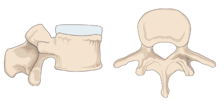 <p>What vertebra is this?</p>