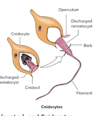 <p>what is the structure pictured?</p>