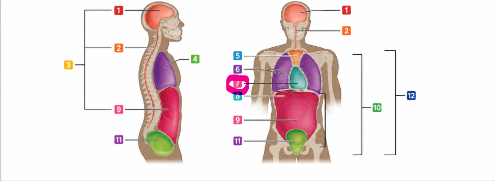 The small space around the heart that helps protect it and lets it move smoothly as it beats
