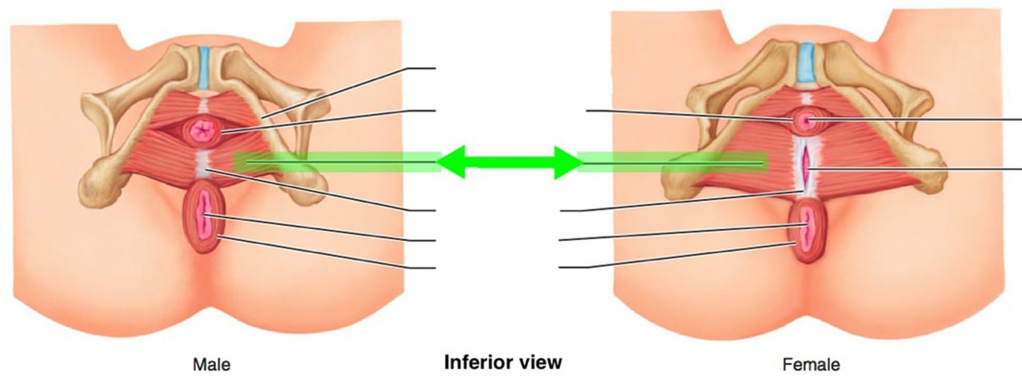 <p>Area between the genitals and anus</p>
