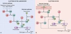 <p>-TF activates VII</p><p>-VII(TF) activates X</p><p>-Xa activates prothrombin into thrombin</p><p>-thrombin activates fibrinogen to form a clot</p>