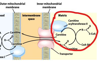 <ul><li><p>Fatty acyl-CoA cannot cross the mitochondrial membrane directly, so the cell uses a specialized transport system known as the <strong>carnitine shuttle</strong></p></li><li><p>In this system, the fatty acyl group is transferred from CoA to carnitine by the enzyme <strong>carnitine acyltransferase I (CPT1)</strong>, forming fatty acyl-carnitine.</p></li><li><p>This molecule can cross the mitochondrial membrane via a transporter.</p></li></ul><p></p><p>What happens to the acyl group once it gets inside the mitochondria</p><p></p>