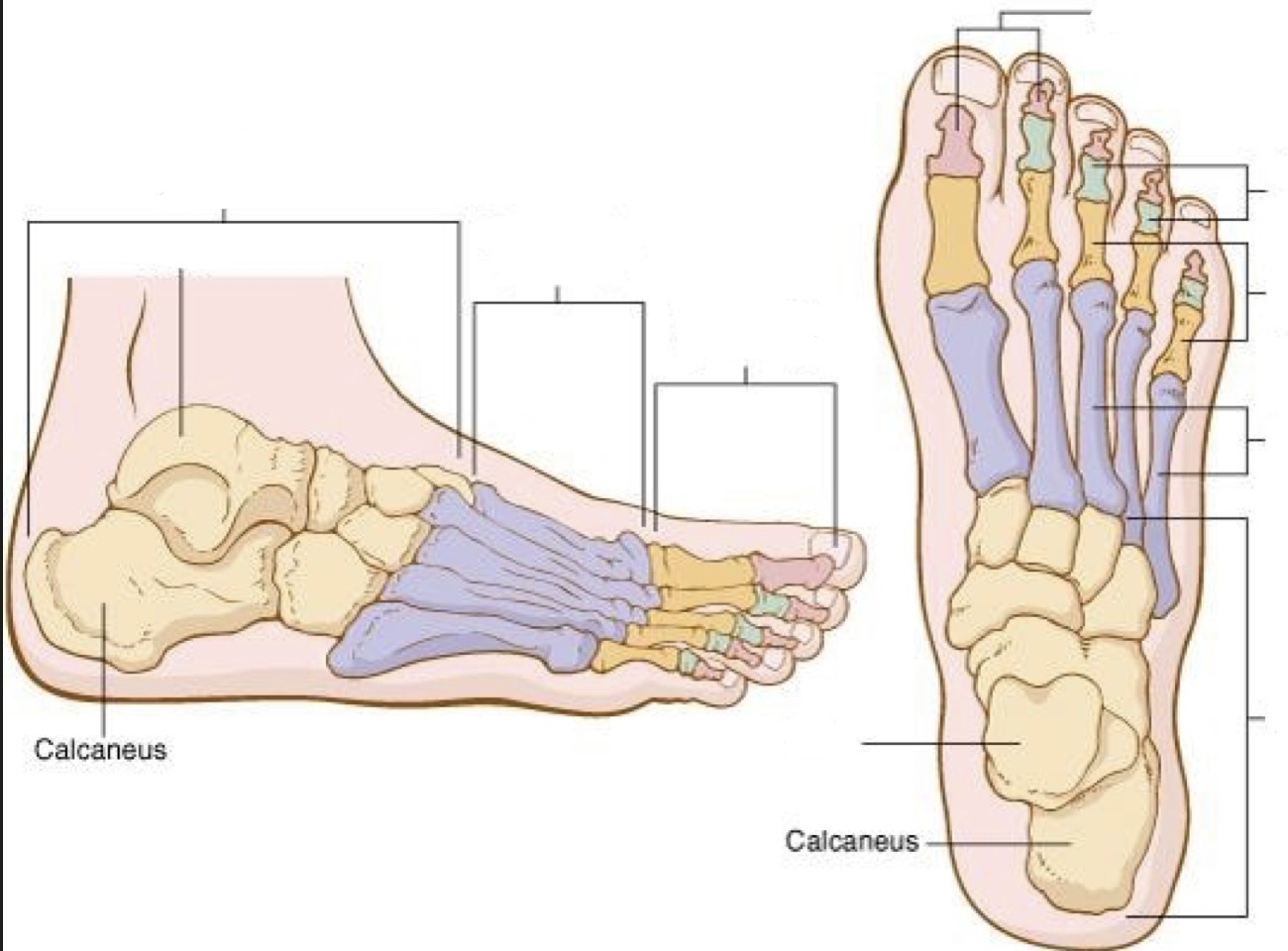 <p>calcaneous </p>