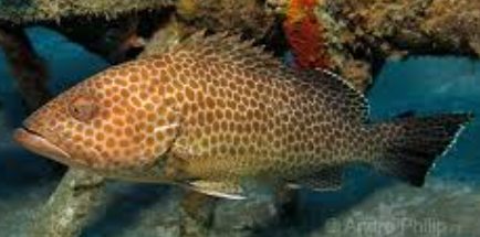 <p>Generally very large, variable dorsal fin, large mouth&amp; lips</p>