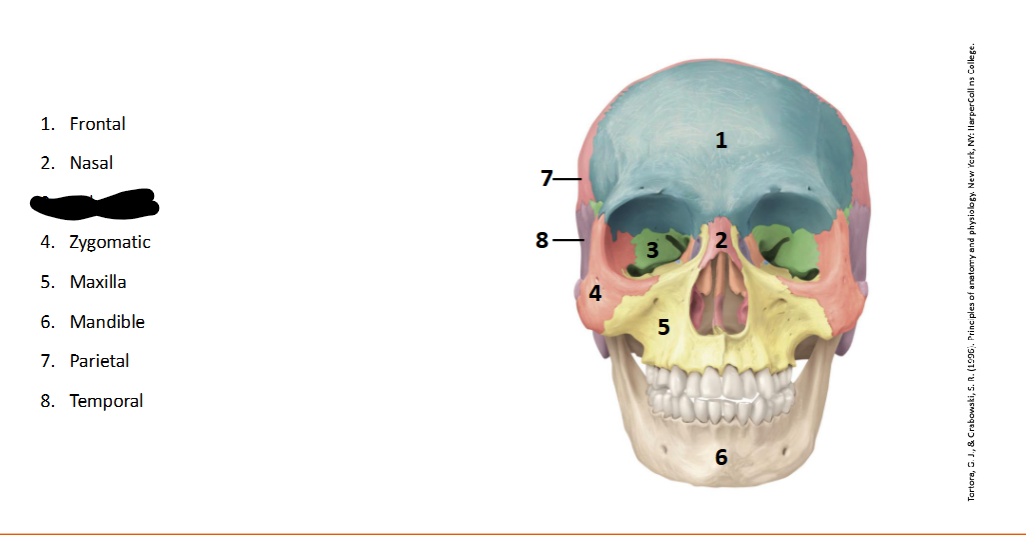 <p>What landmark within the <strong>Skull?</strong></p>
