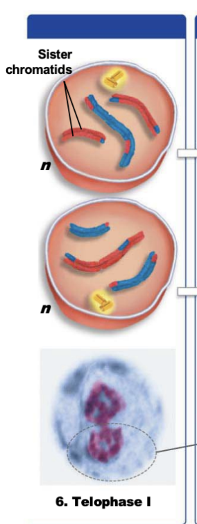 <p>homologs move to opposite poles</p><p>cytokinesis divides the cell</p>