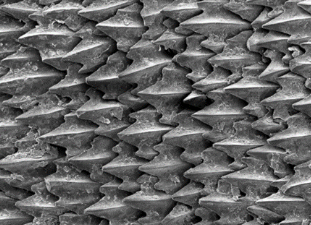 <p>This is the integumentary system of a shark in class Chondrichthyes. These are _______ scales which originated from the ______. They are made of dentine covered in enamel, which is similar to the structure of a ______.</p>