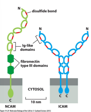<p>Members of the Immunoglobulin (Ig) Superfamily </p><ul><li><p>ICAM (intracellular cell adhesion molecule)</p></li><li><p>VCAM (vascular cell adhesion molecule)</p></li><li><p>NCAM (neural cell adhesion molecule)</p></li></ul><p></p>