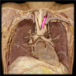 <p>supplies left side of head and neck</p>