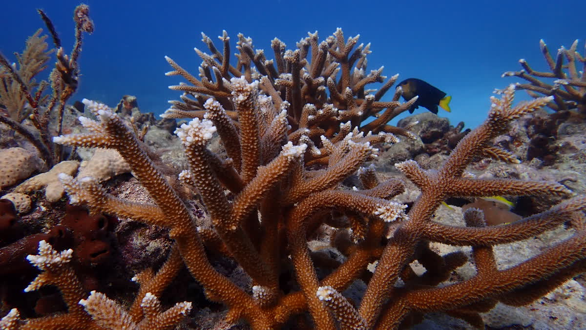 <p>Staghorn Coral</p>