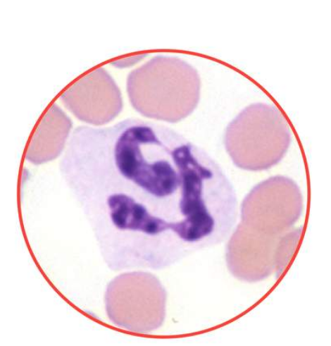 <p>What species does this neutrophil belong to? dog, equine, feline, or bovine?</p>