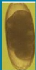 <p>Identify</p>