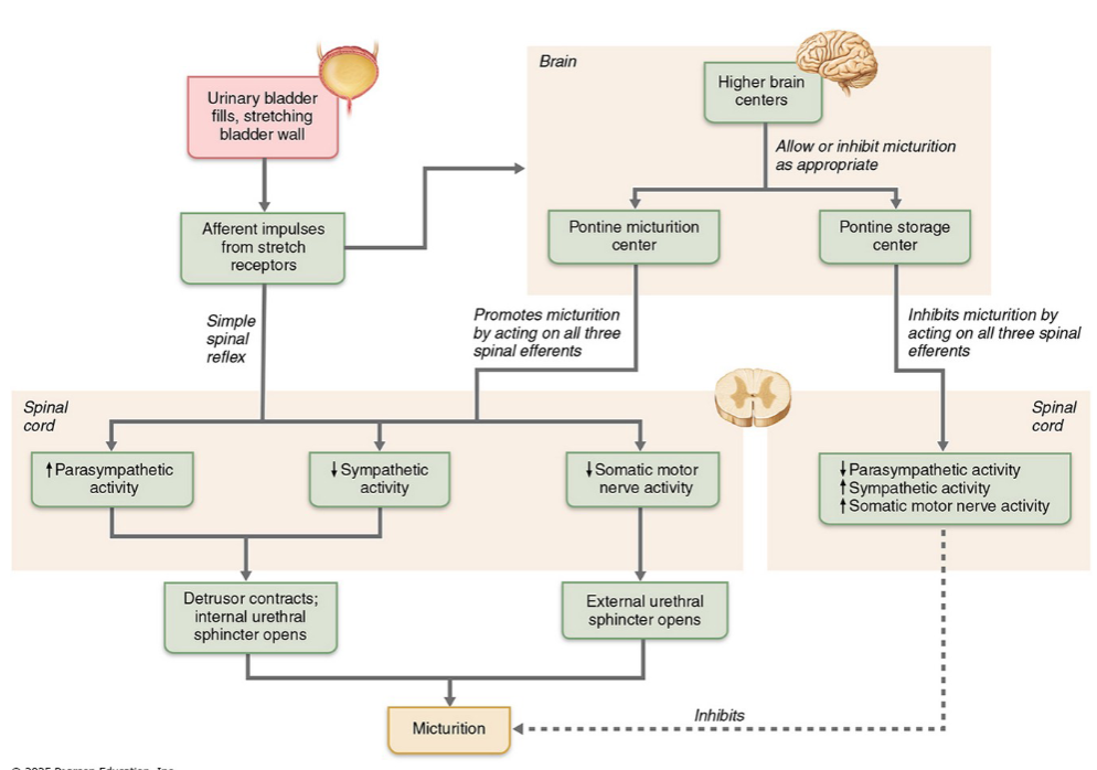 <ol><li><p>Bladder fills to ~200 mL urine → stretch receptors in bladder wall activated (bladder wall is expanding)</p></li><li><p>Afferents travel to sacral spinal cord (S2-S4)</p></li><li><p> PNS efferent (pelvic nerves): contract detrusor + relax internal sphincter</p></li><li><p>Simultaneously: Somatic motor neurons inhibited → external sphincter relaxes</p></li><li><p>Urine is expelled </p></li></ol><p>In infants: purely reflexive — no voluntary control</p>