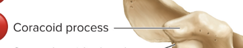 <p>Coracoid Process</p>