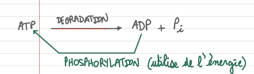 <p><span>La </span>dégradation<span> est la </span>rupture des molécules pour libérer de l’énergie<span>, tandis que la </span>phosphorylation<span> est </span>l’ajout d’un phosphate à une molécule pour stocker ou utiliser de l’énergie<span>.</span></p>