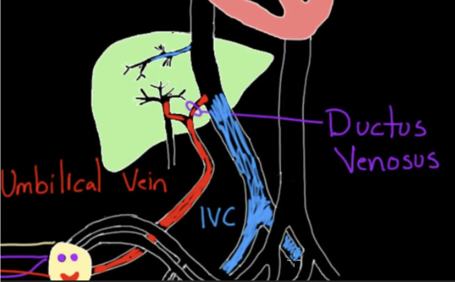 <ul><li><p>connects the umbilical vein to the IVC</p></li><li><p>blood bypasses the liver</p></li><li><p>after birth forms the ligamentum venosum</p></li></ul><p></p>