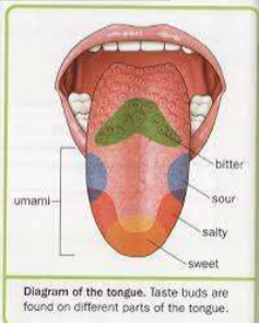 <p>Papillae </p>