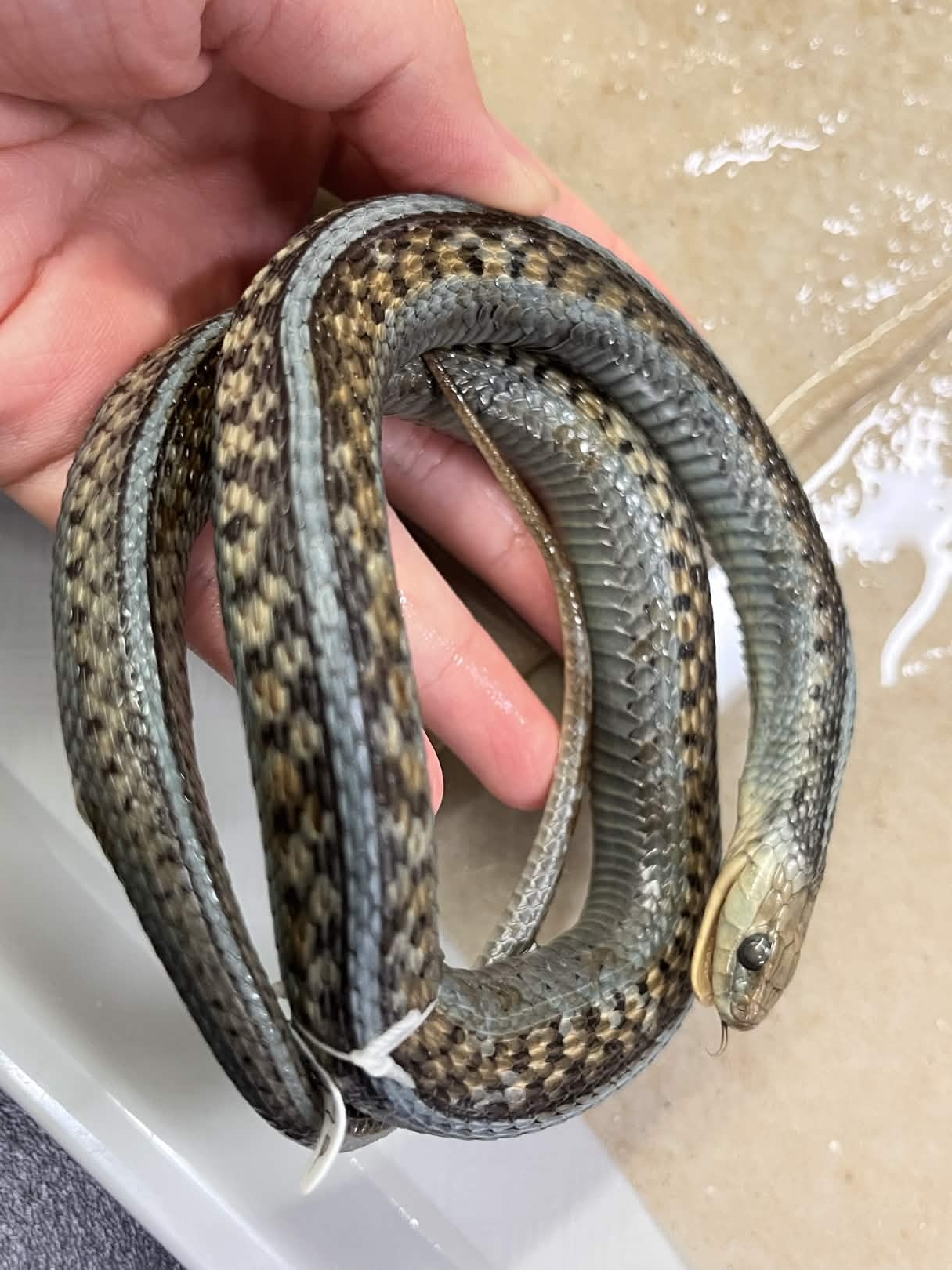 <p>Infraorder + Superfamily + Family + Scientific name?<br>- 7 upper/10 lower labial<br>- chin shields longer</p>