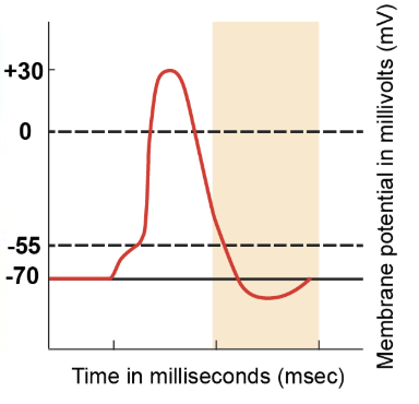 <p>Voltage-gated potassium channels continue to remain open, allowing more potassium ions to leave the cell. As a result, the cell loses a positive charge, making the internal environment more negative than the resting potential. This brief hyperpolarisation phase showcases the membrane potential dropping below the resting value of -70 millivolts. </p>