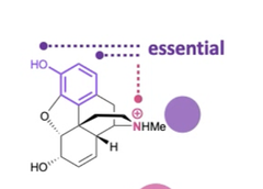 <p>No, it is not essential for activity at the receptor.</p>