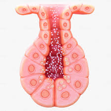 <p>Utilize a duct. secrete molecules into a body cavity, or to the exterior of the body. i.e. stomach, salivary, seat glands</p>