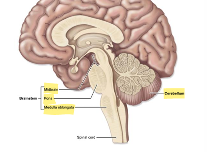 <p>consists of: midbrain, pons, medulla oblongata. Relay center for sensory input and motor output, also responsible for many basic reflex actions</p>