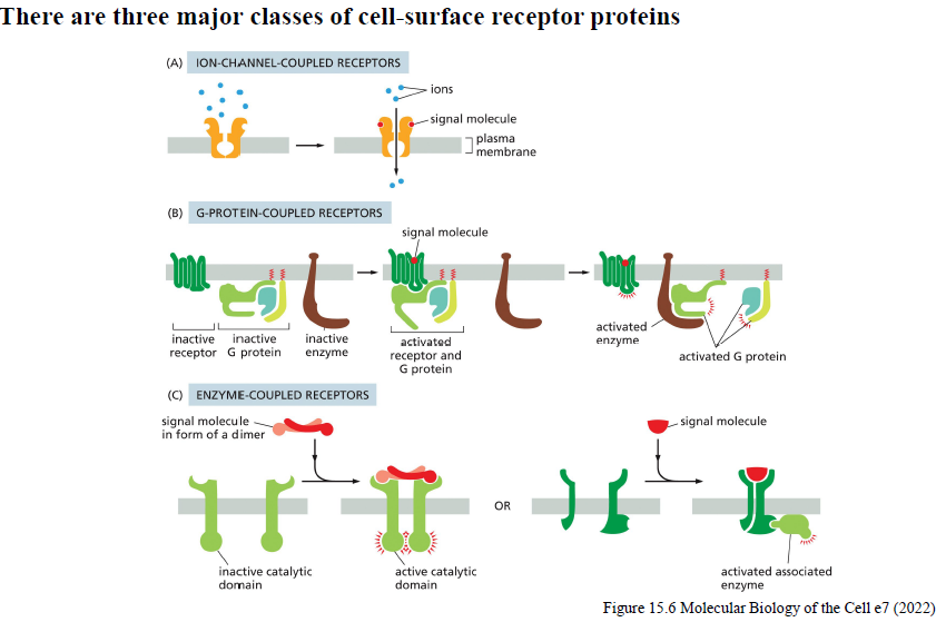 <p>1. Ion-channel-coupled receptors </p><p>Ligandbinding åbner/lukker ionkanaler → hurtige responser.</p><p> 2. G-protein-coupled receptors (GPCRs) </p><p>Ligandbinding aktiverer G-proteiner, som regulerer enzymer eller ionkanaler.</p><p> 3. Enzyme-coupled receptors </p><p>Ligandbinding aktiverer receptorens enzymaktivitet eller associerede enzymer, ofte via dimerisering.</p>