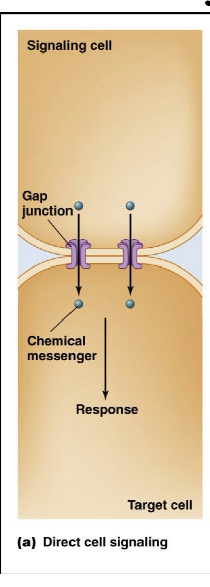 <p>Two cells connected through gap junctions to rapidly and directly pass chemical messengers to each other, no need to pass messenger through extracellular space.</p>