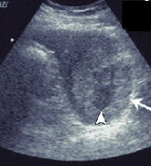 <p>Identify this image. </p>